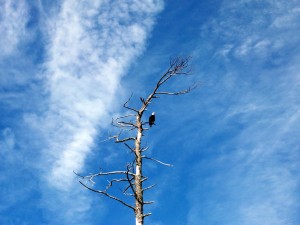 Bald Eagle on South Twin Lake.