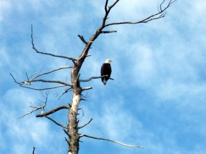 Bald Eagle perched in Tree.