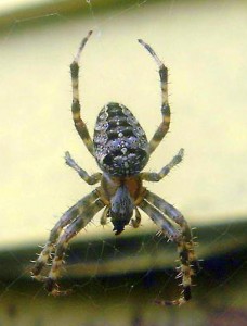 cross spider (maine) - Araneus diadematus