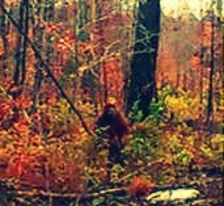 Is this bigfoot in Maine?