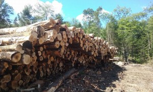 Maine Forestry Products.
