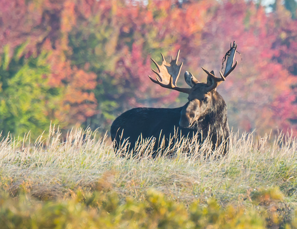 Maine Moose