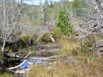 Heron looking for fish in a small stream.