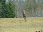 Photograph of a deer in Medway, Maine.