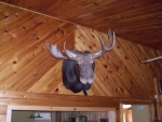 Moose Head mounted on wall in Maine.